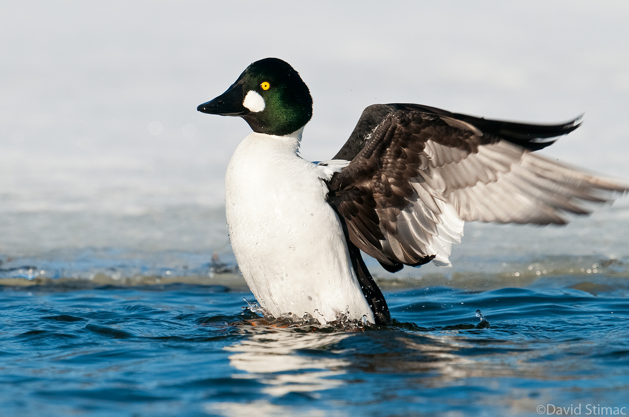 Michigan diver pics (crosspost) | Refuge Forums